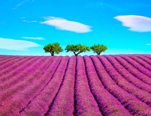 Autocolant Geam - Peisaj Campie Flori [3]