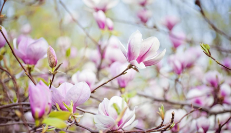 Fototapet Blume [1]