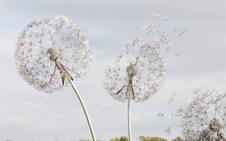 Fototapet Fara Imbinari Dandelion Fantasy [1]