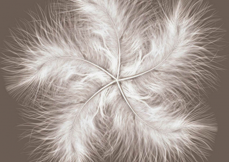 Fototapet Feather Dream [1]