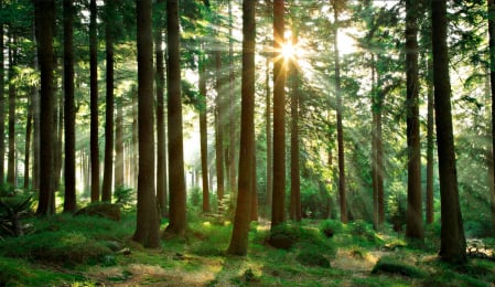 Fototapet fara imbinari Beautiful Day In The Forest [1]