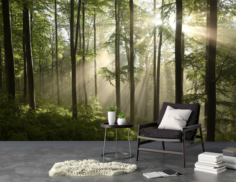 Fototapet fara imbinari - Fototapetul premium "Forest Morning Rays"
