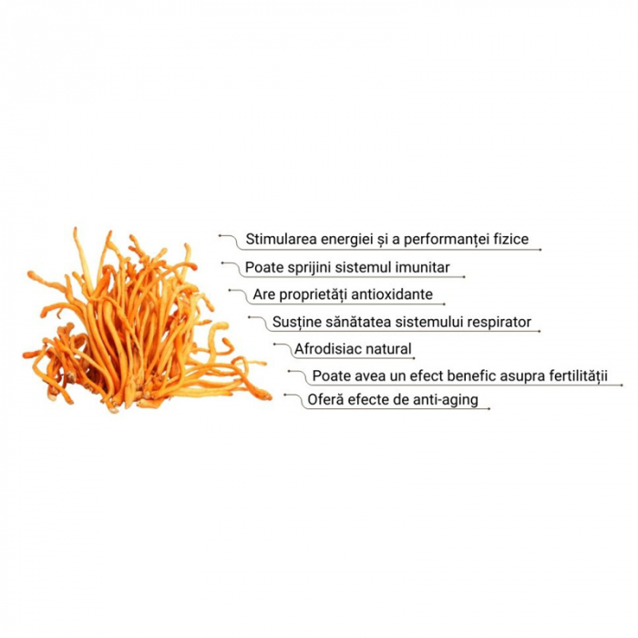 Organic Cordyceps Beetroot Latte Pure Grade Extract 130 grame (20 portii), MushroomsForLife [2]