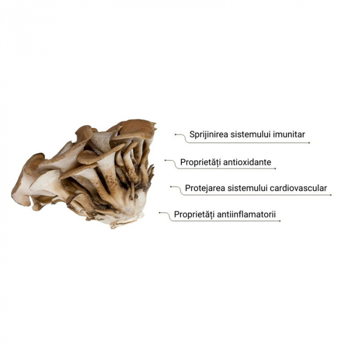 Organic Maitake Ginger Latte 1000 mg Pure Grade Extract 110 grame (20 portii), MushroomsForLife [2]