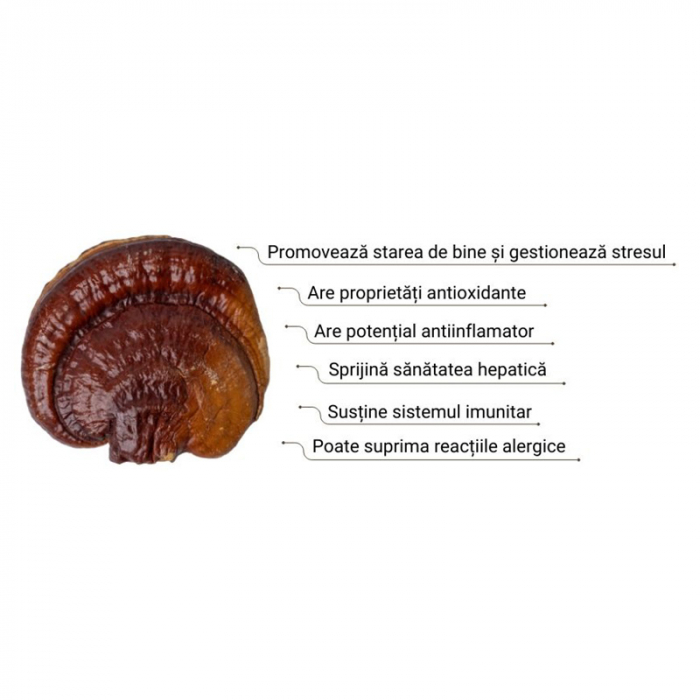 Organic Reishi Cacao Latte 1000 mg Pure Grade Extract 140 grame (20 portii), MushroomsForLife [2]