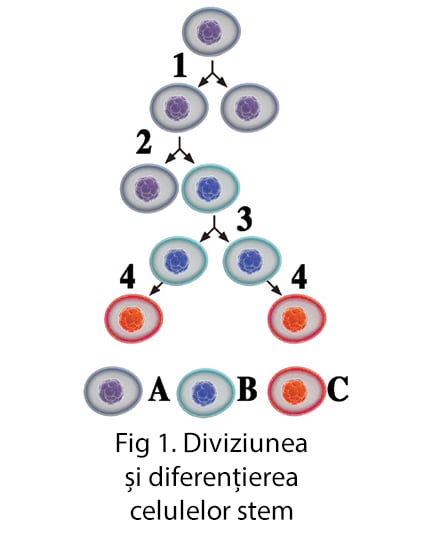 Pachet Biostem Prostată( Susține sănătatea prostatei) * 120 cps [3]