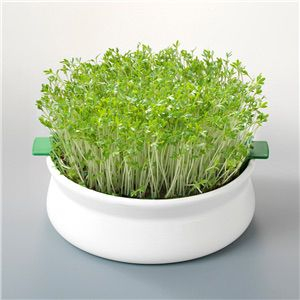 Vas de ceramica cu sita pentru germinare seminte mucilaginoase [5]