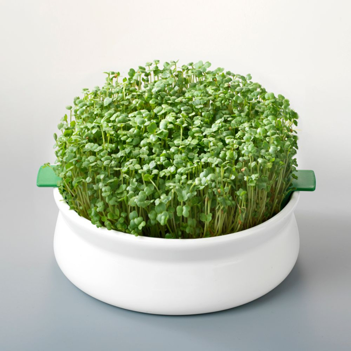 Vas de ceramica cu sita pentru germinare seminte mucilaginoase [2]