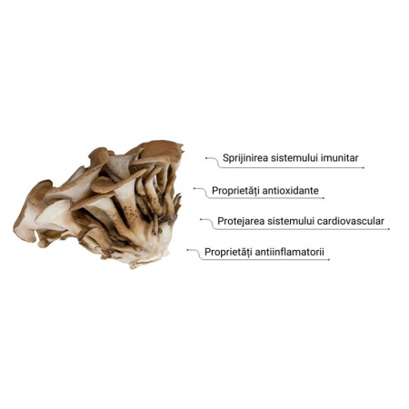 Organic Maitake Ginger Latte 1000 mg Pure Grade Extract 110 grame (20 portii), MushroomsForLife [1]