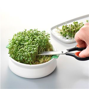 Vas de ceramica cu sita pentru germinare seminte mucilaginoase [2]