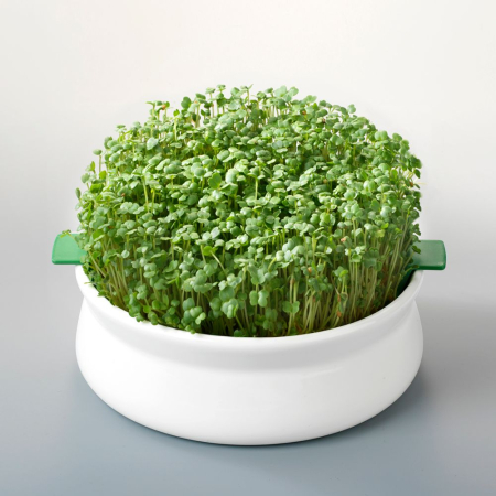 Vas de ceramica cu sita pentru germinare seminte mucilaginoase [1]