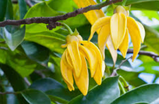Ylang-ylang