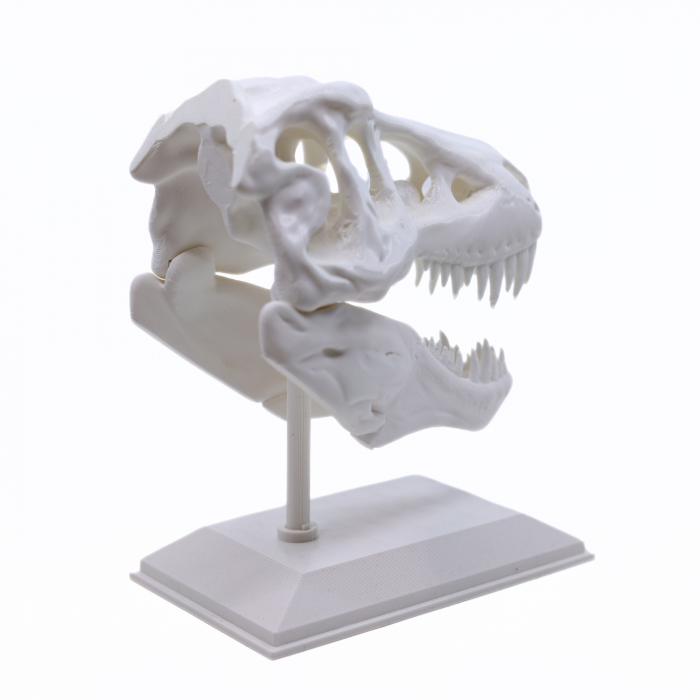 Figurina Craniu T-Rex printat 3D, 16 cm [6]