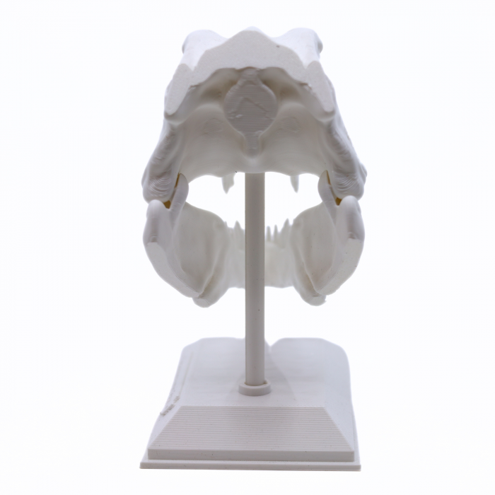 Figurina Craniu T-Rex printat 3D, 16 cm [5]