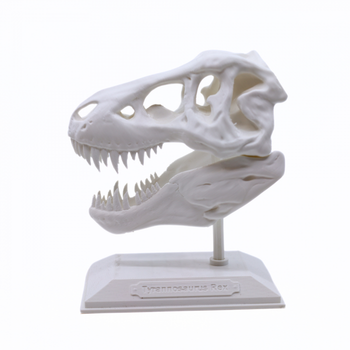 Figurina Craniu T-Rex printat 3D, 16 cm [3]