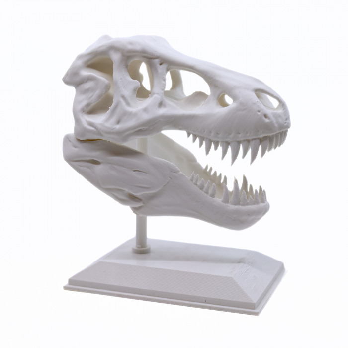 Figurina Craniu T-Rex printat 3D, 16 cm [2]
