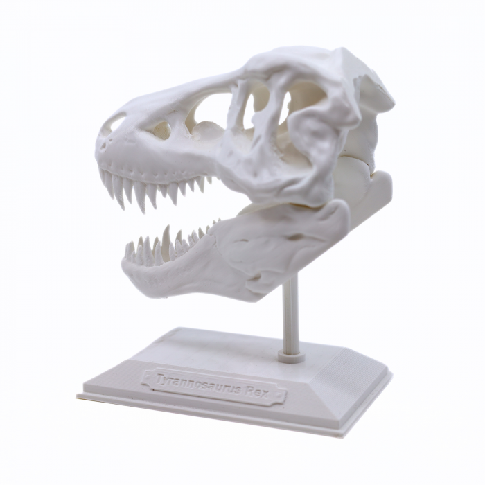 Figurina Craniu T-Rex printat 3D, 16 cm [4]