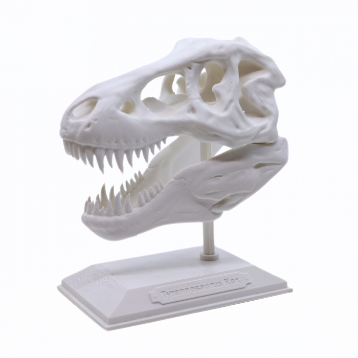 Figurina Craniu T-Rex printat 3D, 16 cm [7]