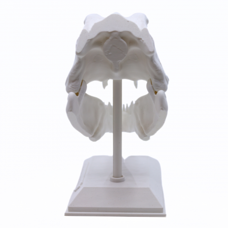Figurina Craniu T-Rex printat 3D, 16 cm [4]