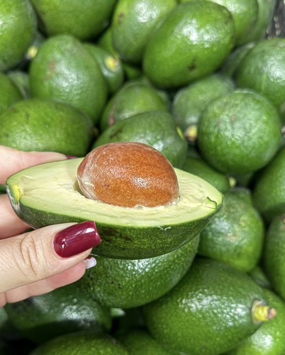 Avocado BACON/FUERTE/PINKERTON/HASS [2]