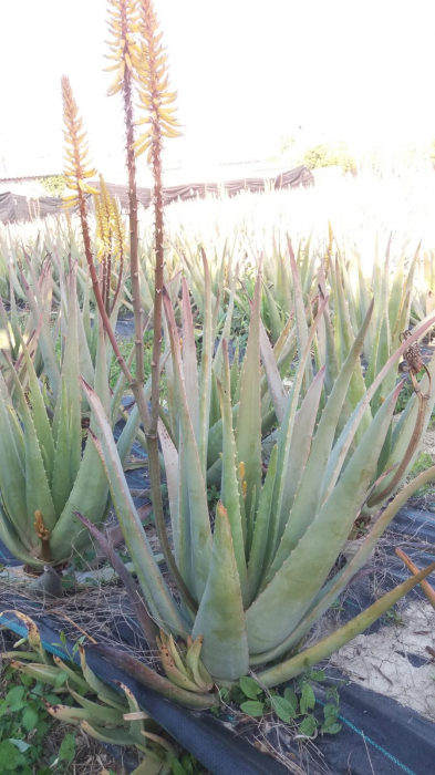 Frunza de aloe vera barbandensis miller organica [3]