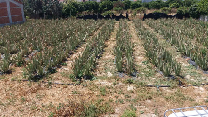 Frunza de aloe vera barbandensis miller organica [2]