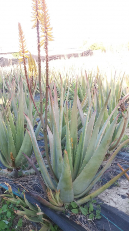 Frunza de aloe vera barbandensis miller organica [2]