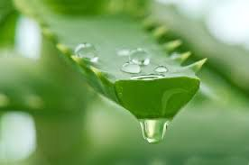 ALOE VERA - Frunza de aloe vera barbandensis miller organica