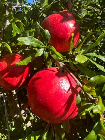 FRUCTE - Rodii