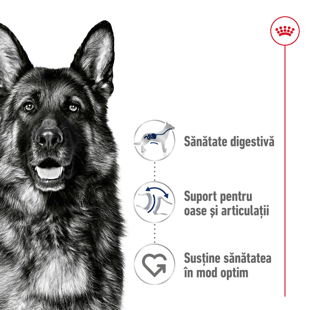 Hrană uscată pentru câini Maxi Adult Royal Canin 3 KG [3]