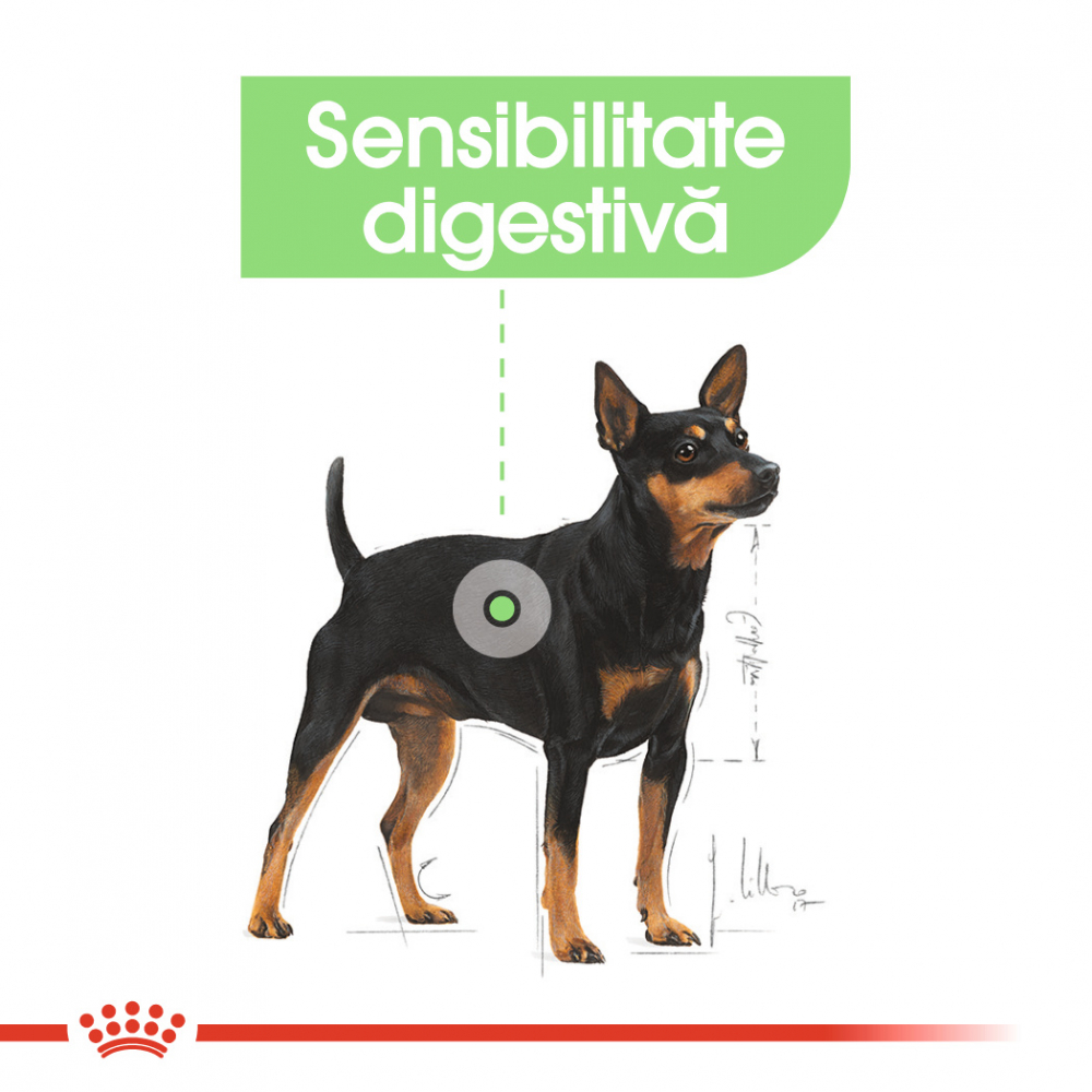 Mostră 100g hrană uscată pentru câini Digestive Mini Royal Canin [3]