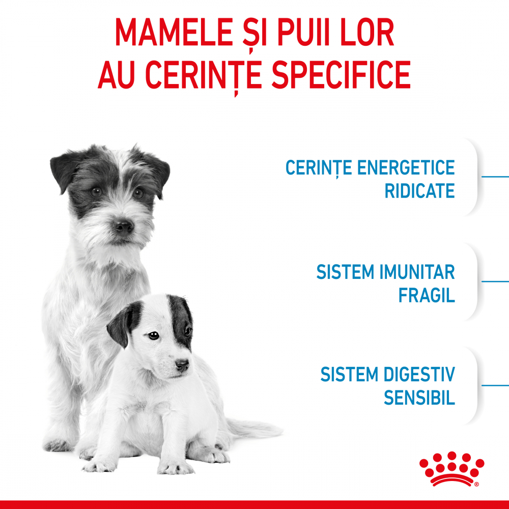Mostră 100g hrană uscată pentru câini juniori, Mother & Baby Dog Royal Canin [4]