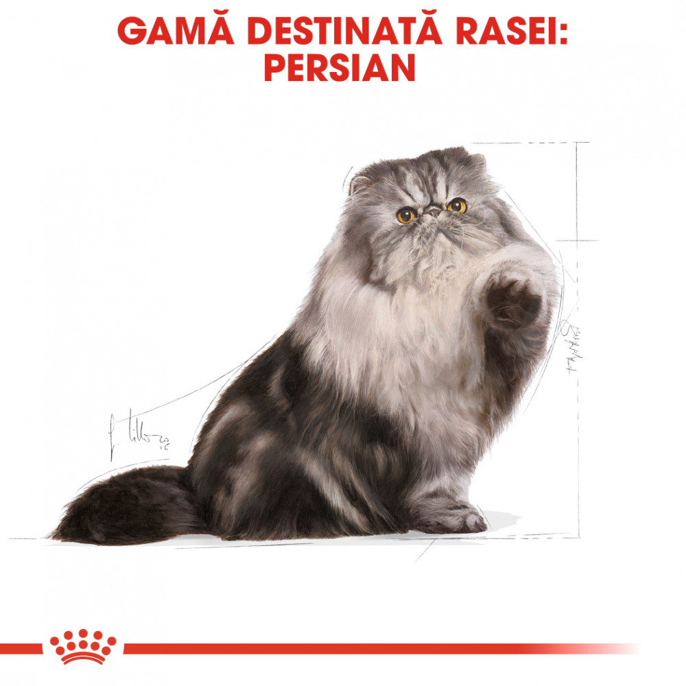 Royal Canin Persian Adult hrana uscata pisica, 2 kg [2]