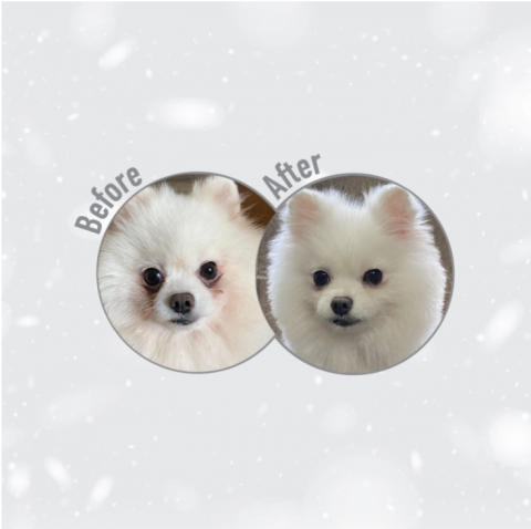 Hrana uscata pentru caini Superior Care White Dogs Lamb Adult Small&Mini Breeds [1]