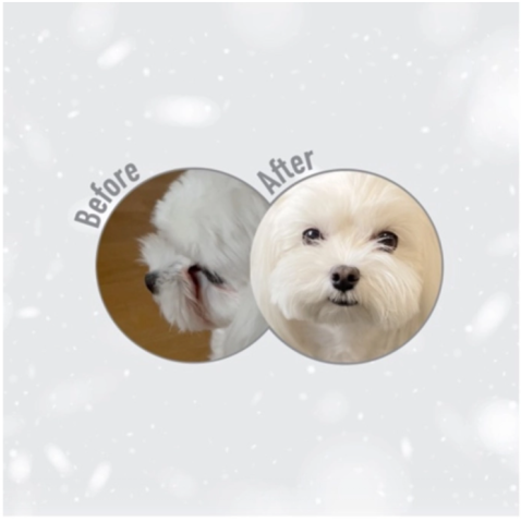 Hrana uscata pentru caini Superior Care White Dogs Fish Adult Small & Mini Breeds [1]