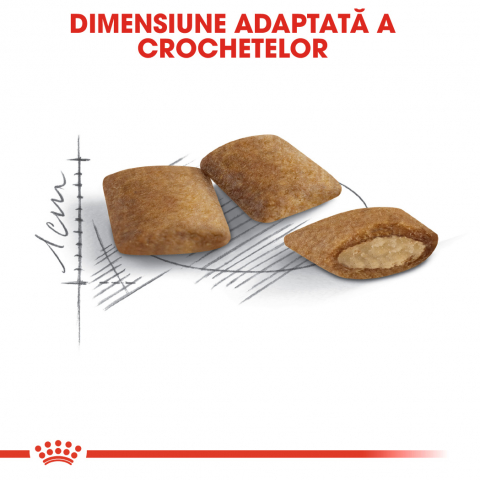 Royal Canin Ageing 12 + hrana uscata pisica senior [3]