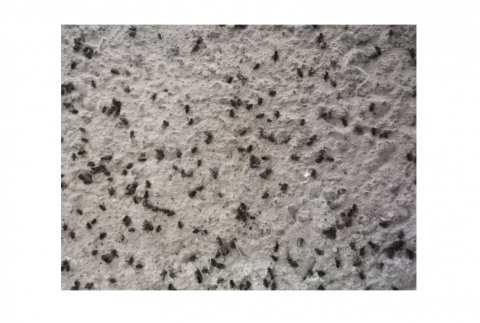 Insecticid pentru combaterea mustelor, Masterfly Bait 500 g, 8 luni [2]