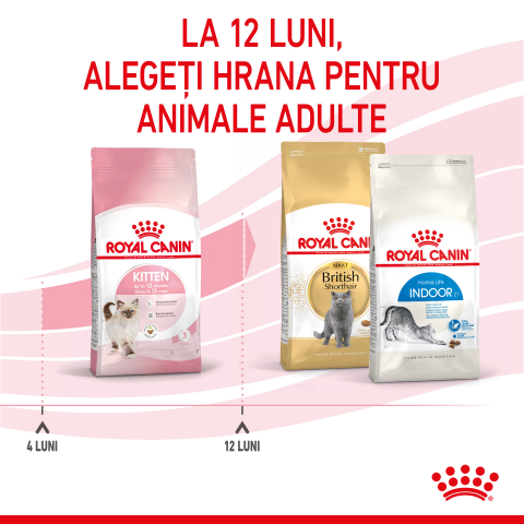 Mostră 100g hrană uscată pentru pisici mici, Royal Canin Kitten [5]