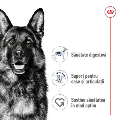 Hrană uscată pentru câini Maxi Adult Royal Canin 3 KG [2]