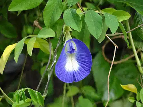 Roata Vitezii (Convolvulus pluricaulis)