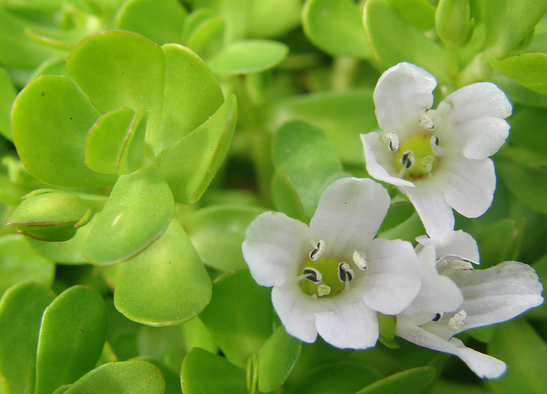 Bacopa monnieri (Isopul de apă)