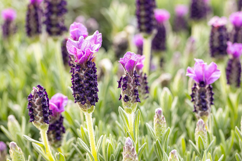 Lavanda spaniolă (Lavandula stoechas)