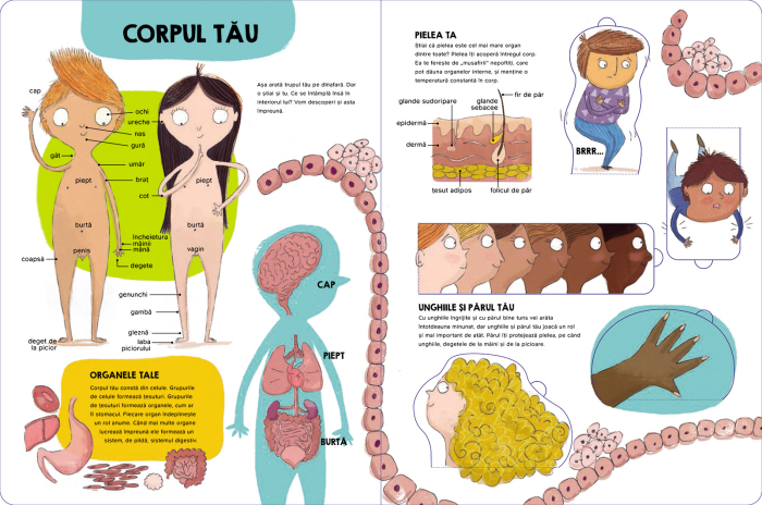 Descoperă și explorează. Corpul uman [2]
