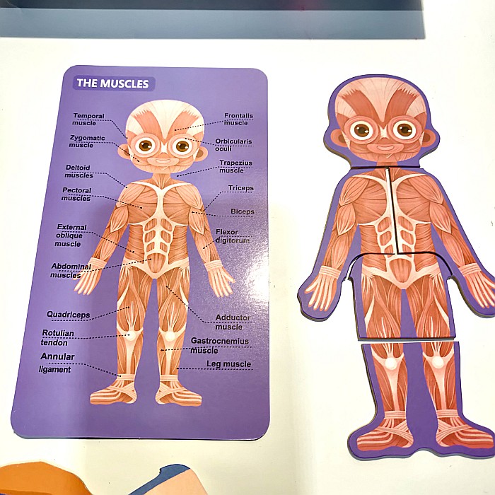 Puzzle corpul uman Băiat in limba rusa [7]