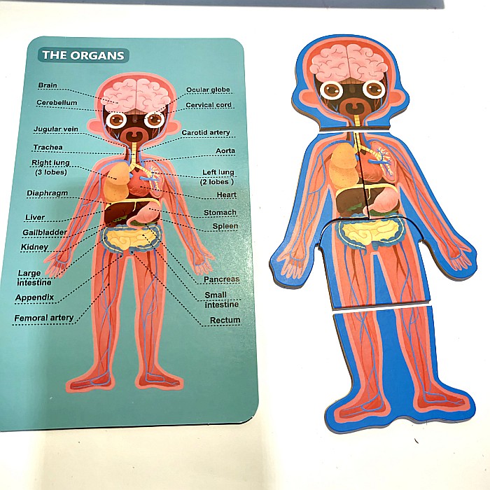 Puzzle corpul uman Băiat in limba rusa [2]