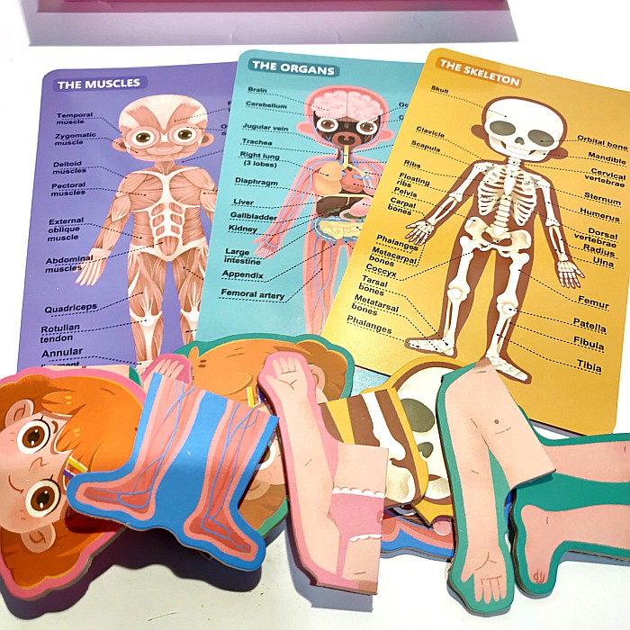 Puzzle corpul uman Fată/baiat in engleza [2]