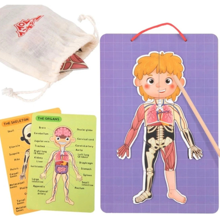 Noutăți - Joc puzzle Corpul