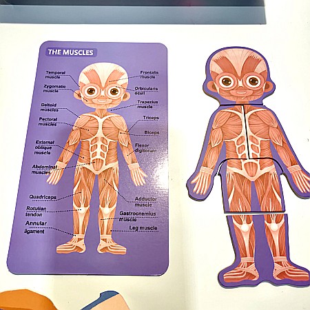 Puzzle corpul uman Băiat in limba rusa [6]