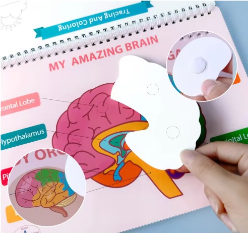 Carte interactiva si educativa pentru copii, Busy Book Corpul Uman, 30 pagini activitati multiple, autocolante, Limba Engleza, 3 ani+, EduJucarii [10]