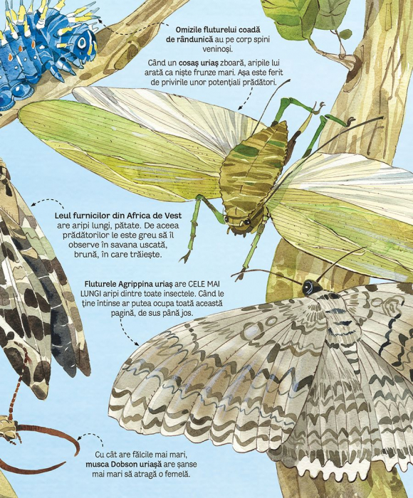 Marea carte a fluturilor si a altor insecte (Usborne) [5]